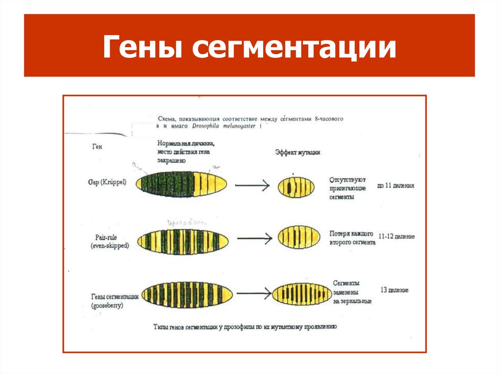 Какие есть гены. Гены сегментации. Сегментация клеток это. Типы сегментации тела. Гомеозисные гены сегментация.