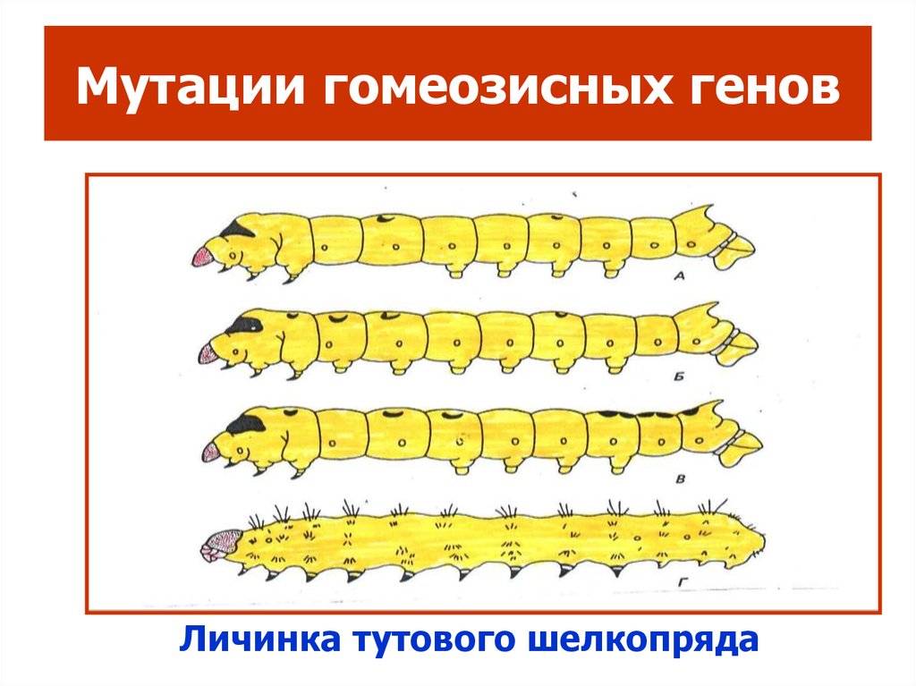 Личинки геншин. Гомеозисные мутации. Гены регулирующие ход онтогенеза. Мутации гомеозисных генов у человека. Гомеозисные мутации пример.