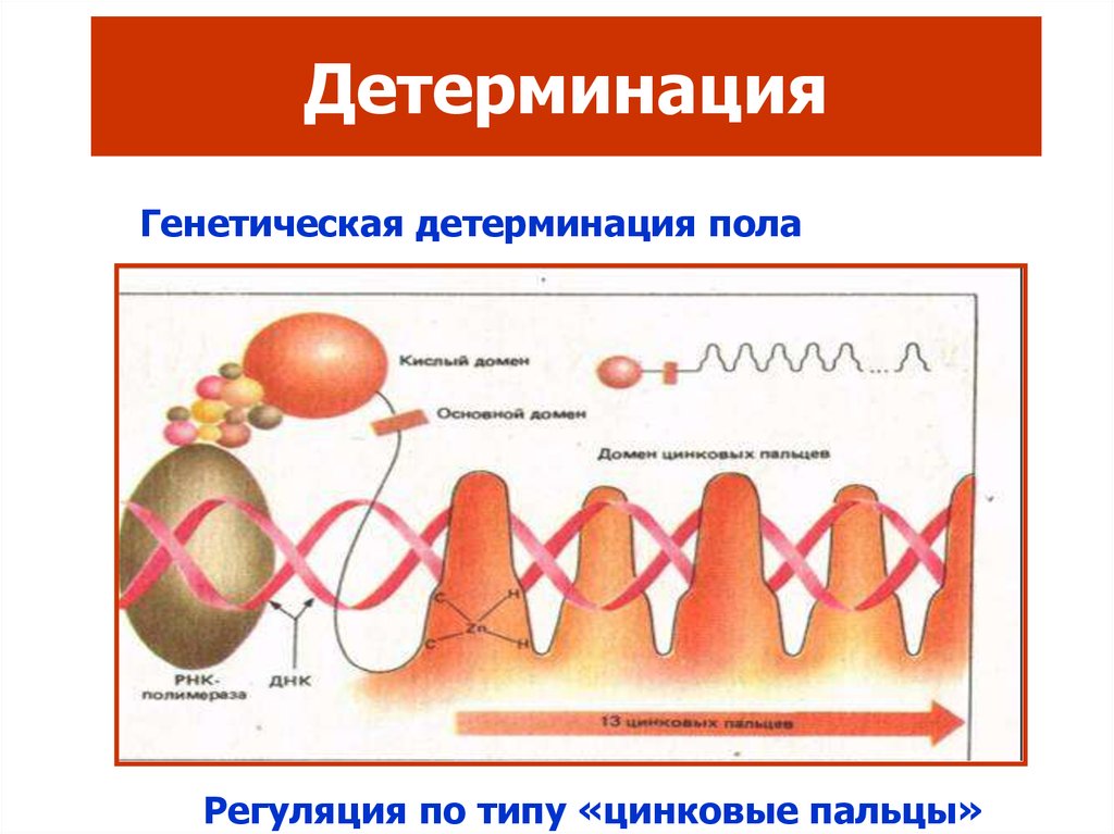 Детерминация это. Детерминация. Детерминация клеток. Процесс детерминации. Генетическое детерминирование.