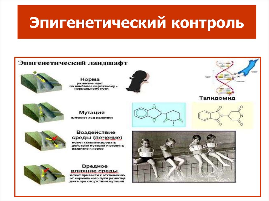 Эпигенетический ландшафт уоддингтона рисунок