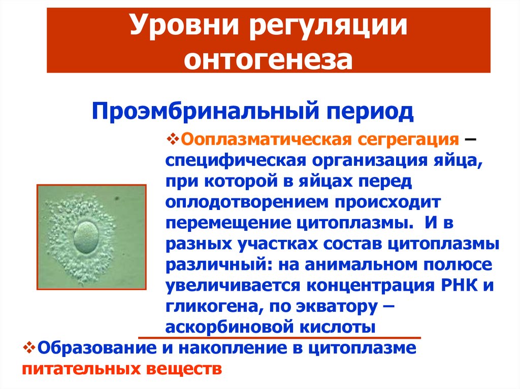 Сегрегация финансов это. Ооплазматическая сегрегация яйцеклетки. Уровни регуляции онтогенеза генные механизмы. Сегрегация цитоплазмы. Овоплазматическая сегрегация.