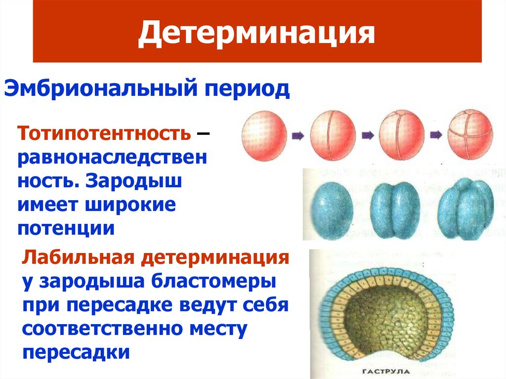 Эмбриональная индукция. Детерминация эмбриогенез. Детерминация клеток. Детерминация в онтогенезе. Детерминация и дифференцировка клеток.