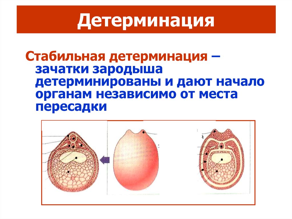 Эмбриональная индукция. Детерминация. Детерминация частей развивающегося зародыша. Детерминация клеток. Клеточная детерминация пример.