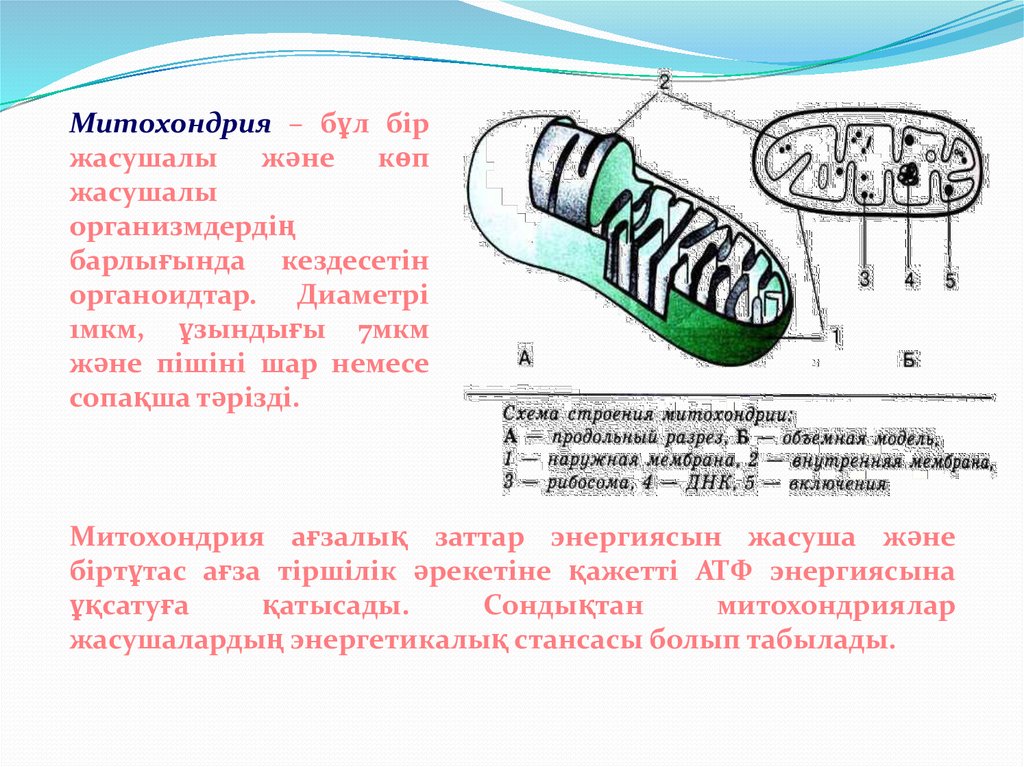 Митохондрия деген не презентация