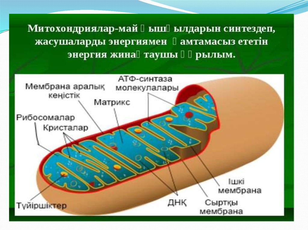 Митохондрия деген не презентация