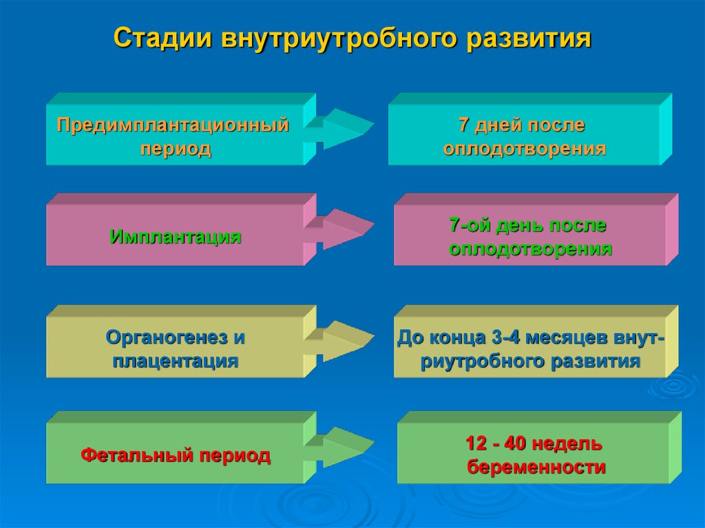 Периоды внутриутробного развития. Фазы внутриутробного развития. Этапы внутриутробного развития. Этапы внутриутробного развития ребенка. Фазы внеутробного развития.