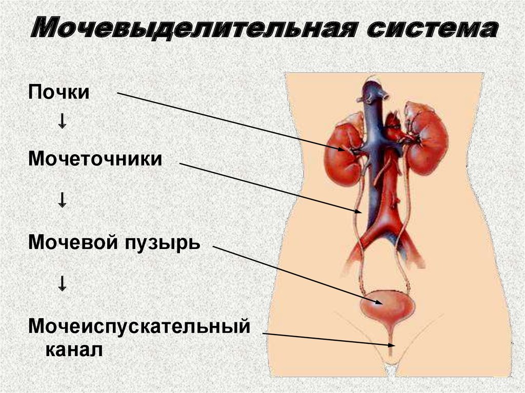 Мочевыделительная система