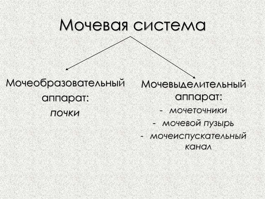 Мочевая система