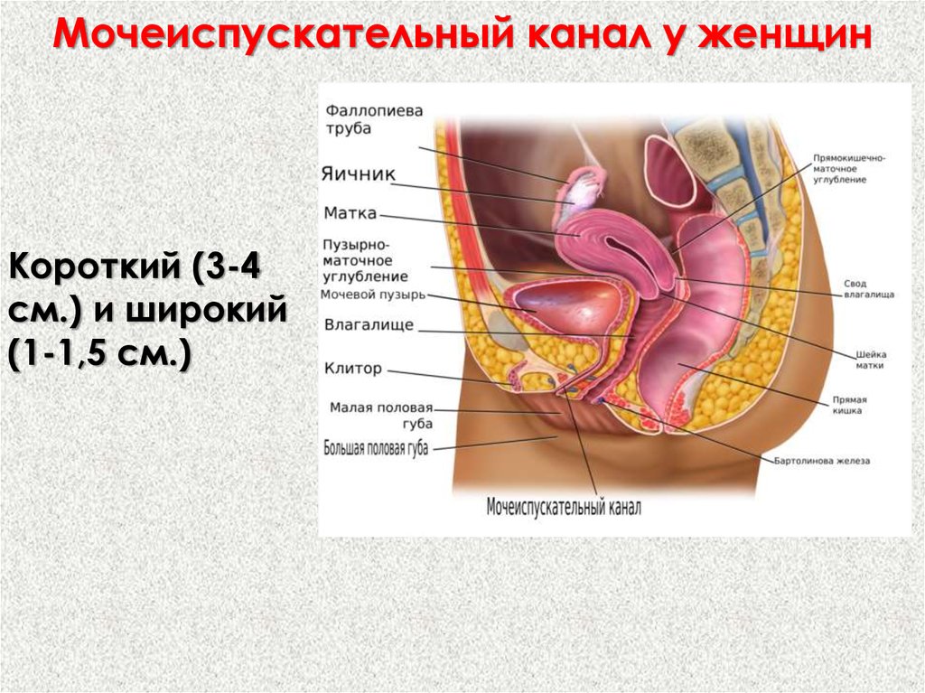 Где находится мочевой канал у женщины фото