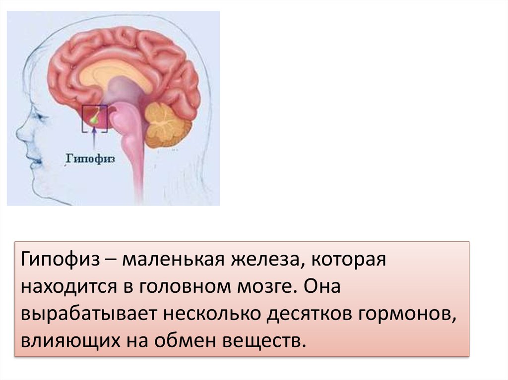 Гипофиз в голове