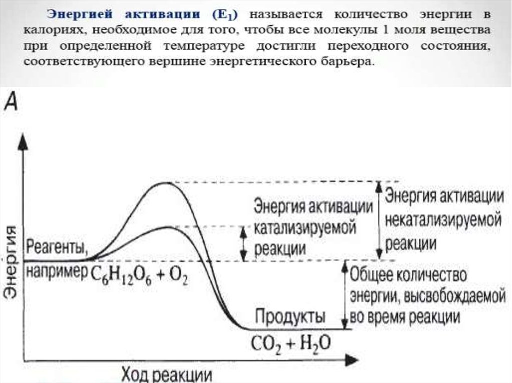 Ускоряют химические реакции. Ускорение ферментативной реакции. Ферменты ускоряют химические реакции. Почему ферменты ускоряют реакции. Ферменты увеличивают скорость реакции.