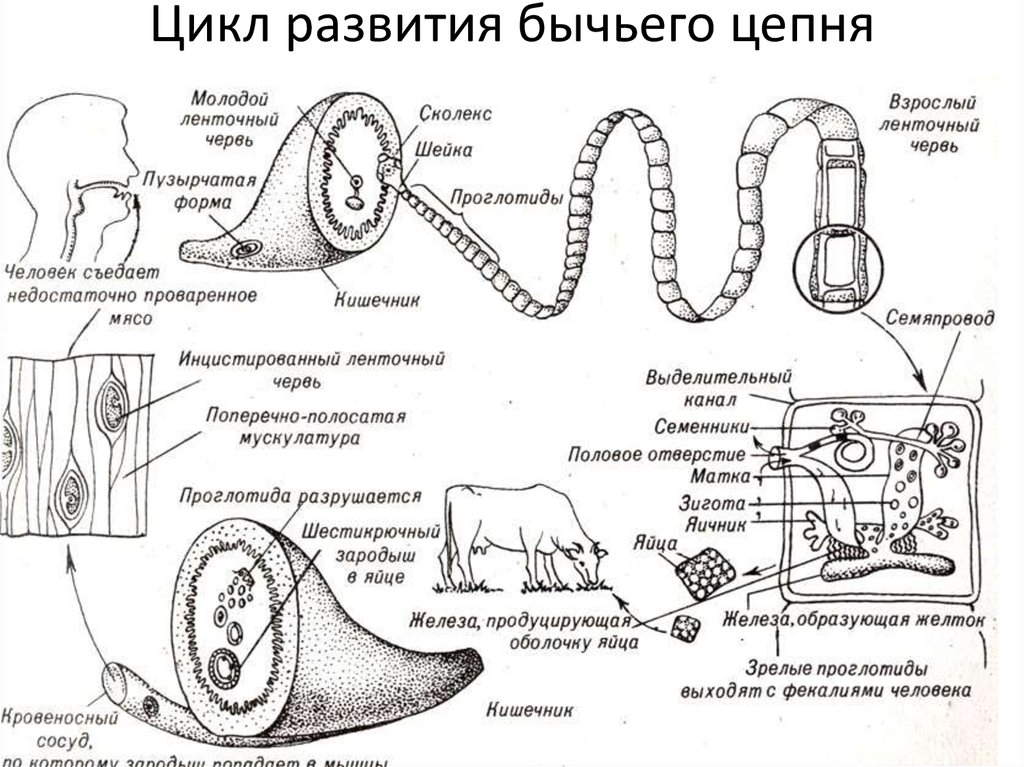 Стадия жизненного цикла червя. Жизненный цикл бычьего цепня схема. Циклы развития паразитических червей бычий цепень. Цикл развития бычьего цепня. Жизненный цикл бычьего цепня рисунок.