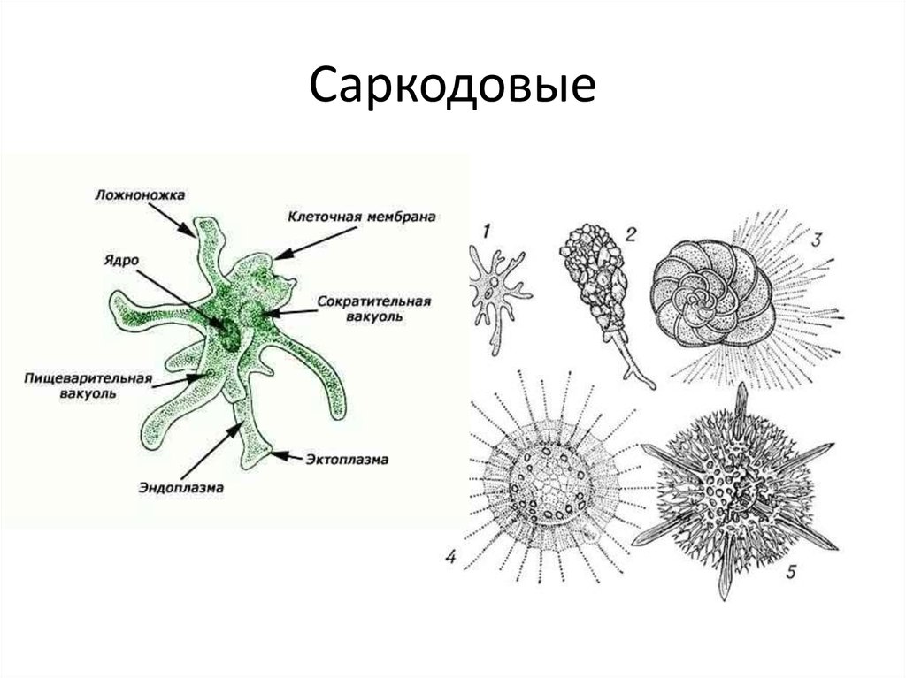 Саркодовые животные. Представители класса Саркодовые корненожки. Тип простейшие protozoa класс Саркодовые Sarcodina. Класс Саркодовые строение. Тип Саркодовые корненожки.