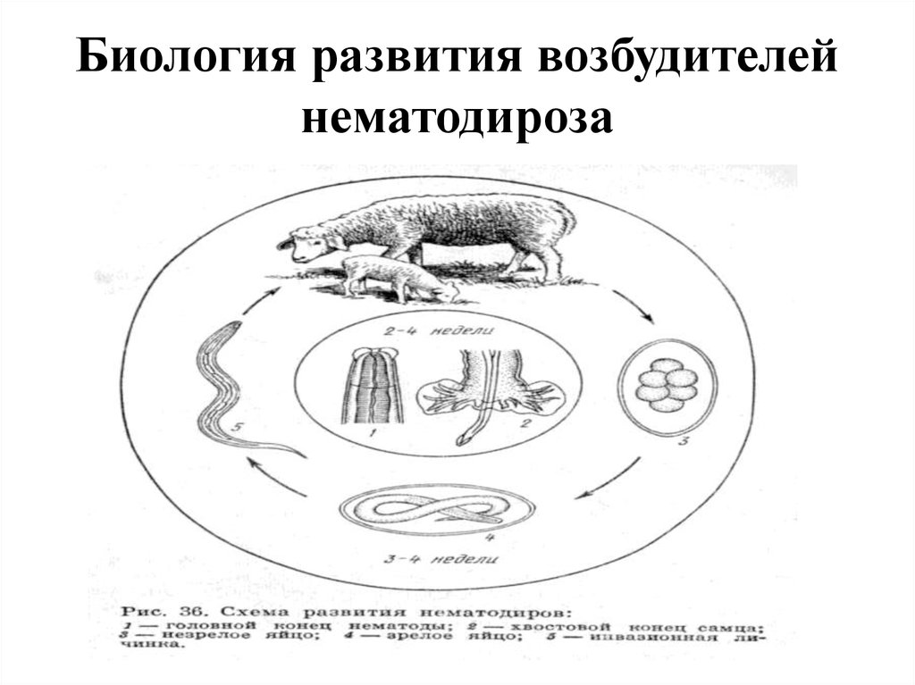 Схема развития стронгилят жкт жвачных