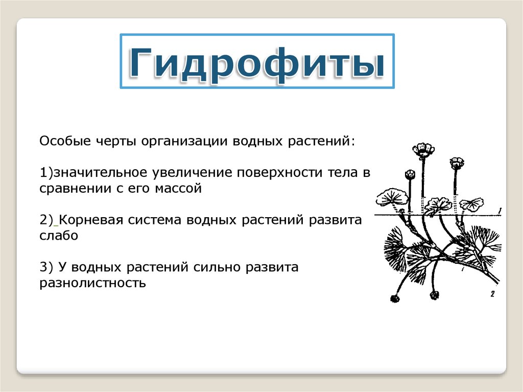 Особые черты. Гидрофиты корневая система. Виды черты гидрофитов. Особые черты Виктории. Заключение по теме черты организации тела высших растений.