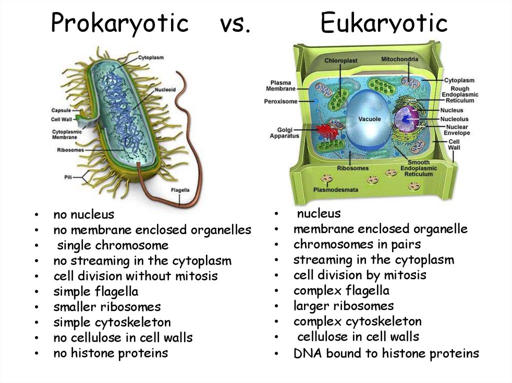 Prokaryotic Vs Eukaryotic Cells Worksheet