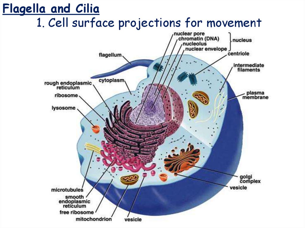 Cilia And Flagella Diagram