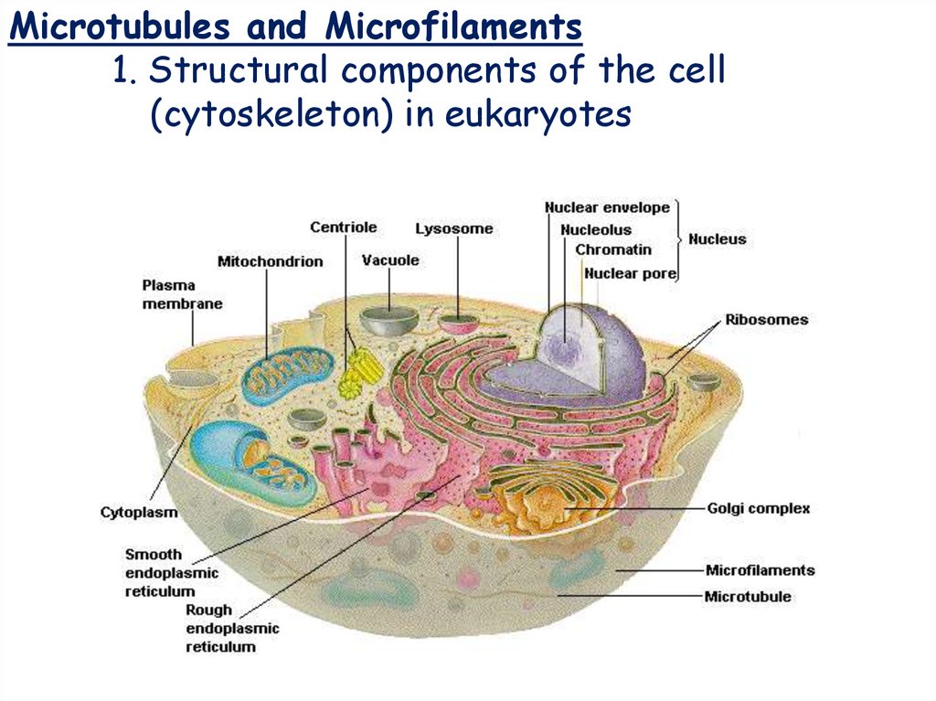 Plant Cell Diagram Cytoskeleton Simple Functions And Diagram