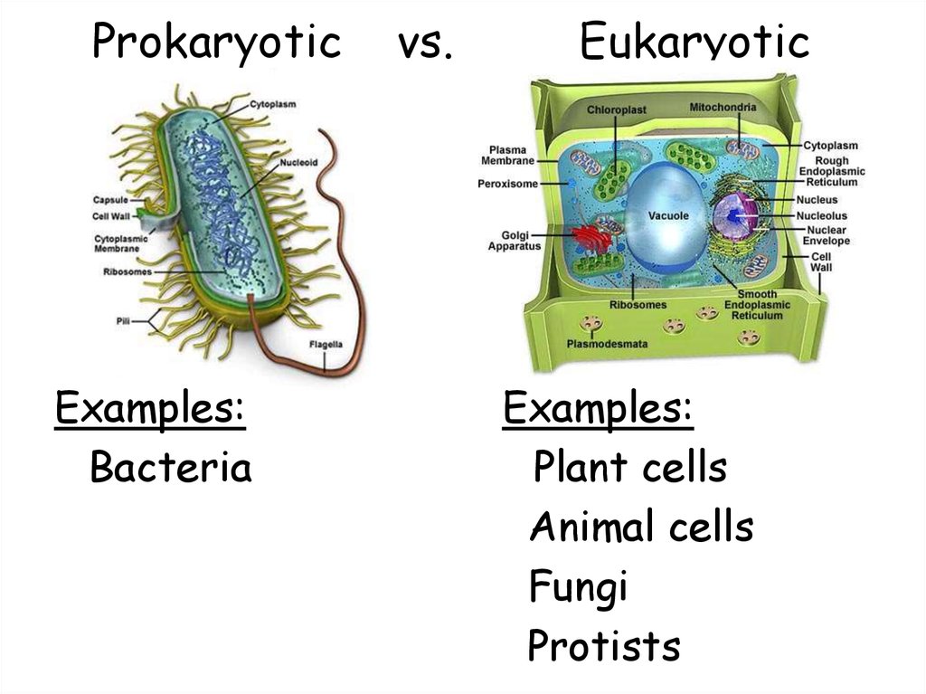 Cells Prezentaciya Onlajn