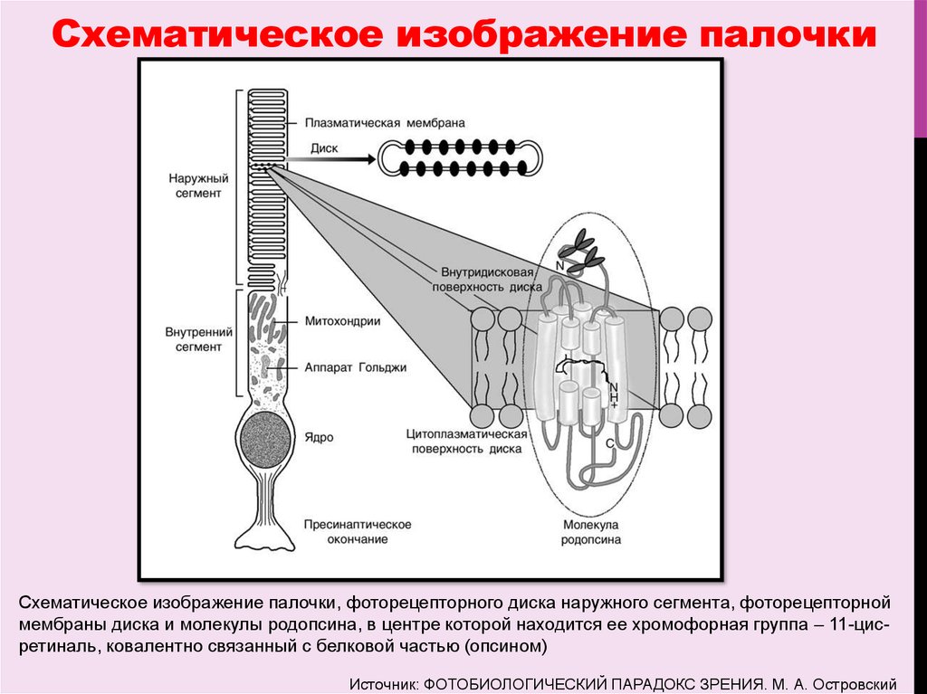 Схему фотохимических процессов возникающих в фоторецепторах при действии света и в условиях темноты