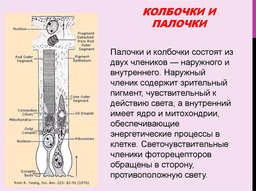 Состоят из члеников. Строение палочек и колбочек. Строение глаза колбочки. Строение колбочек. Ультрамикроскопическое строение палочек и колбочек.