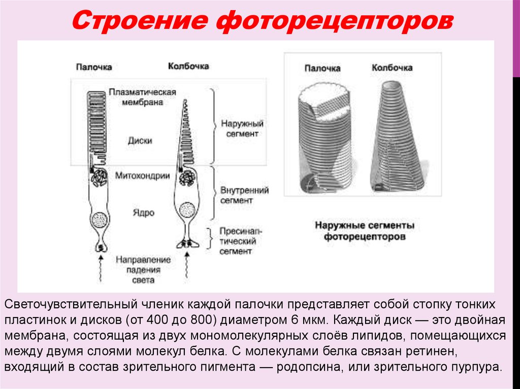 Схема сенсорные преобразования в фоторецепторах