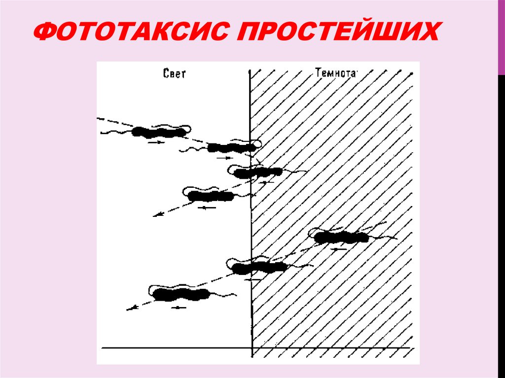 Положительный фототаксис. Фототаксис. Фототаксис и хемотаксис. Фототаксис у простейших. Фототаксис у животных.