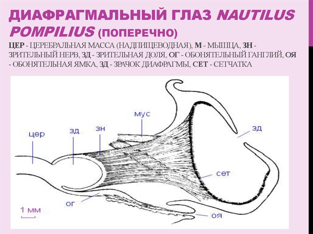 Фоторецепция