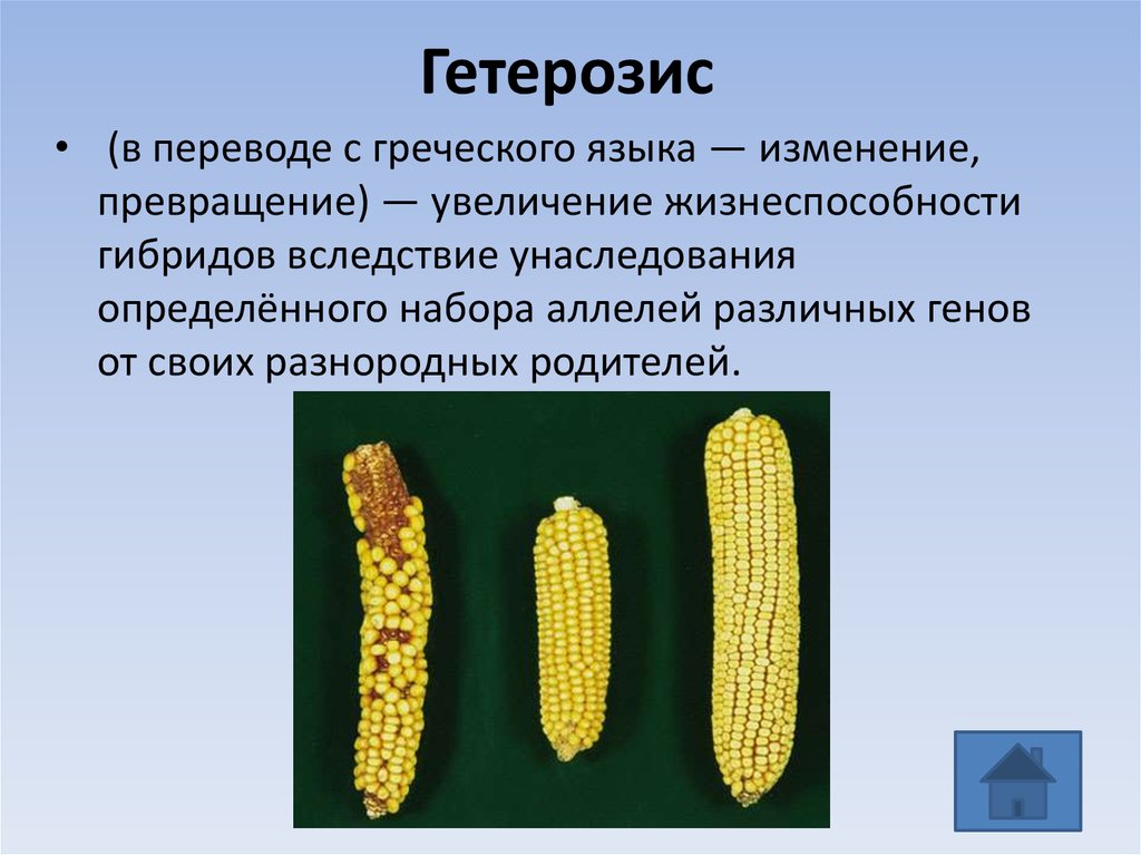 Как называют признаки гибрида. Гетерозис кукурузы аутбридинг. Селекции растений гетерозис мутационная. Инбридинг аутбридинг гетерозис. Гибридизация гетерозис.