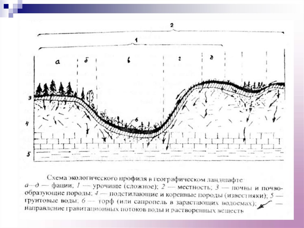 Морфологическая структура водоема. Горизонтальная структура ландшафта схема.