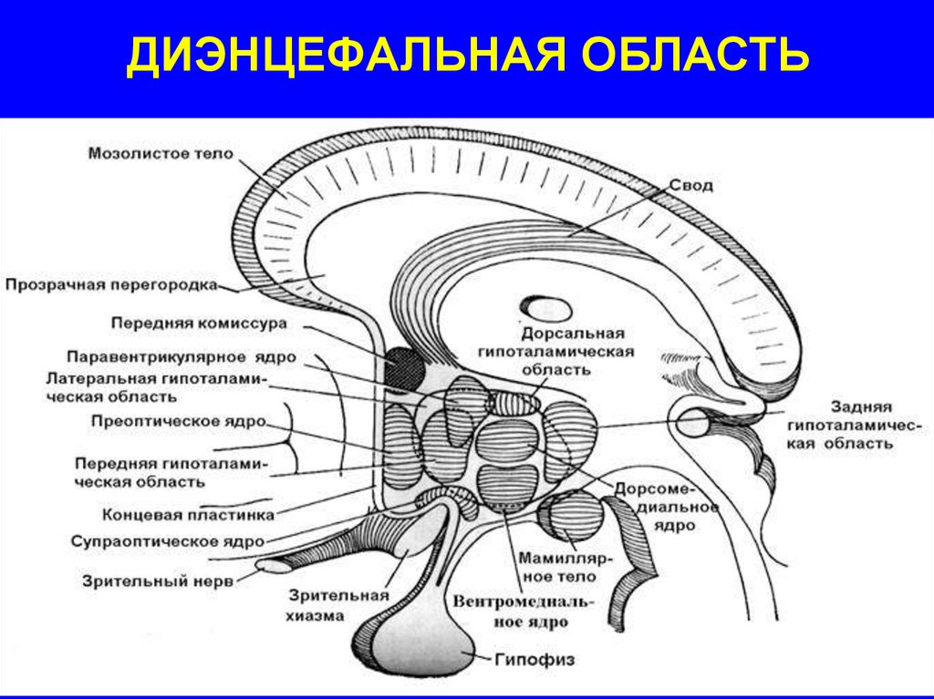 Вегетативная нервная система - презентация онлайн