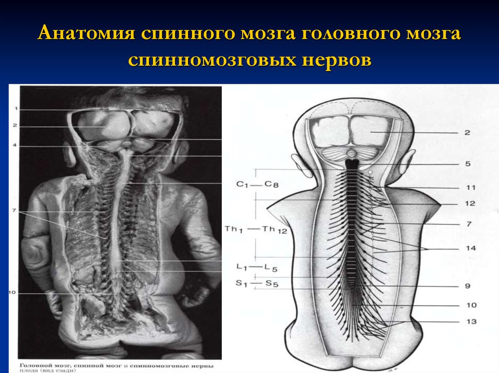 Картинки из дорсальной