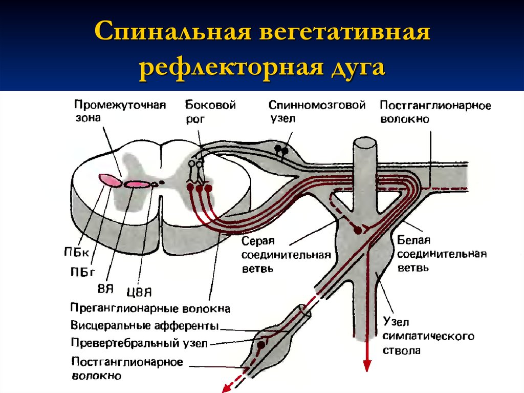 Симпатическая нервная дуга схема - 93 фото