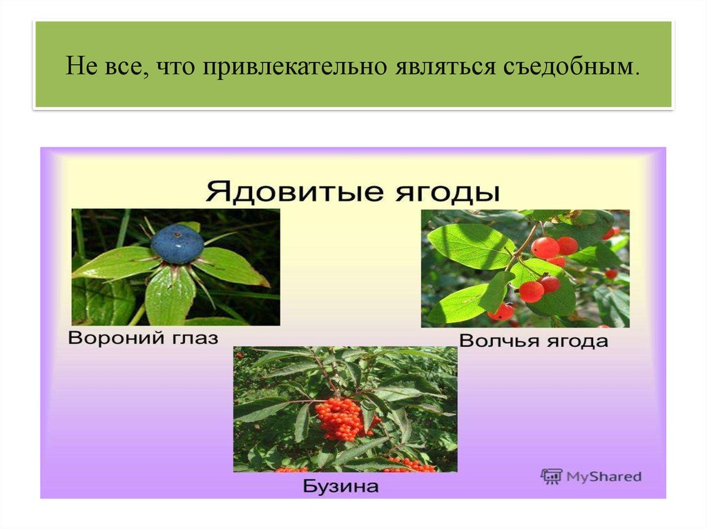 Презентация съедобные и несъедобные ягоды для дошкольников