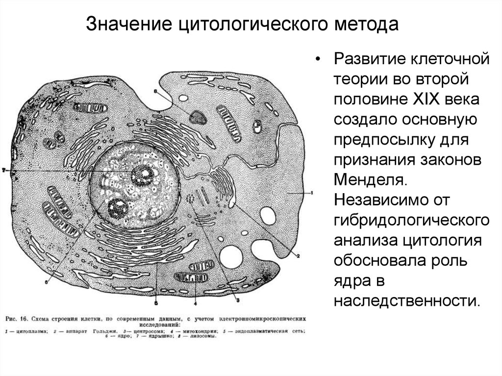 Цитологическая карта это