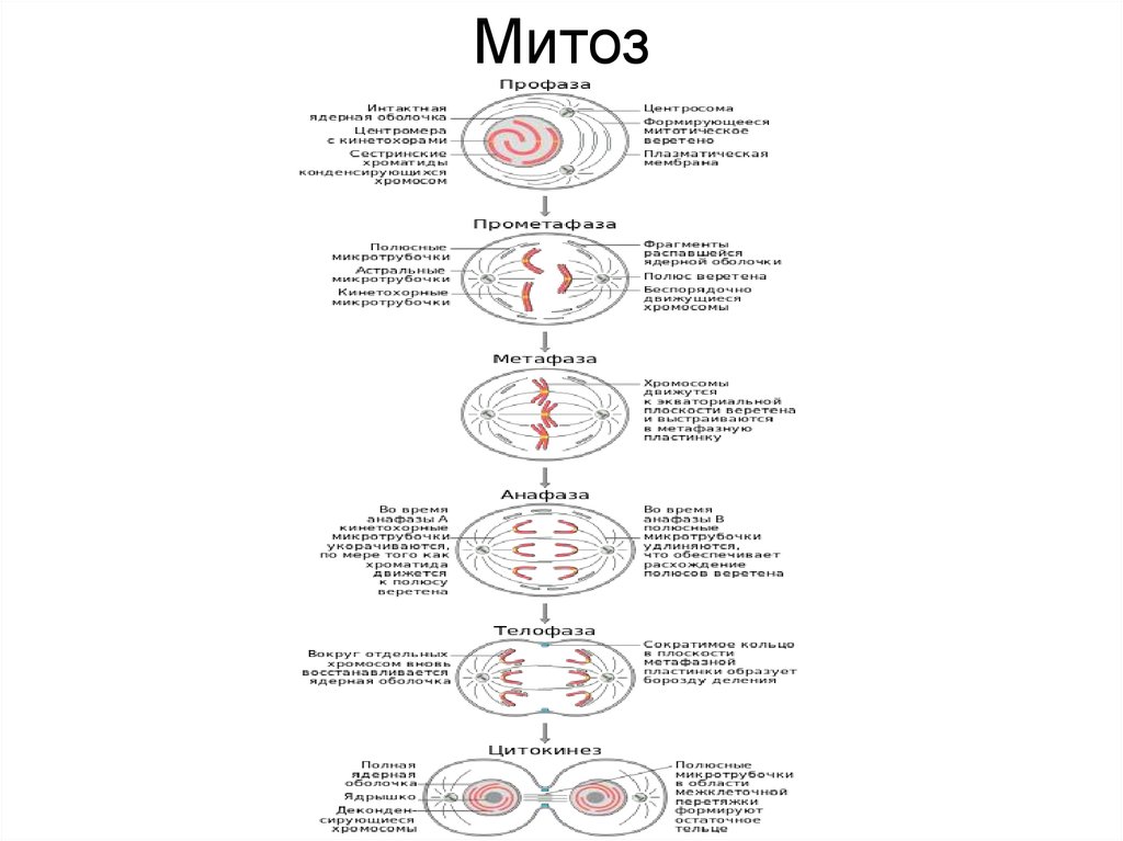 Митоз какой метод исследования