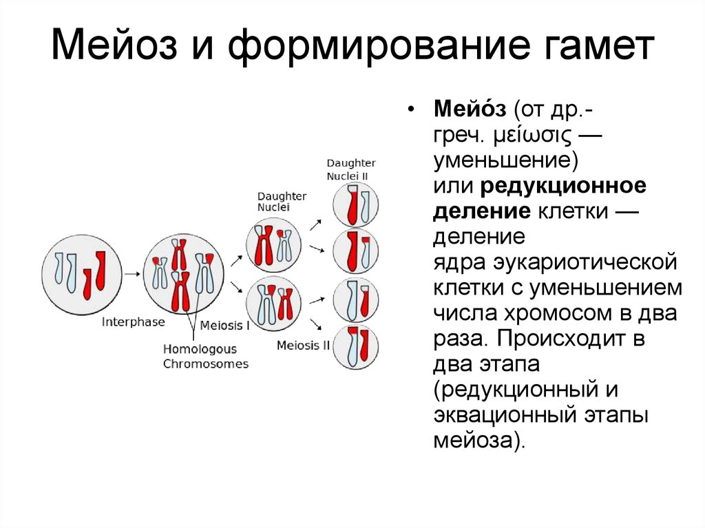 Значение мейоза кратко