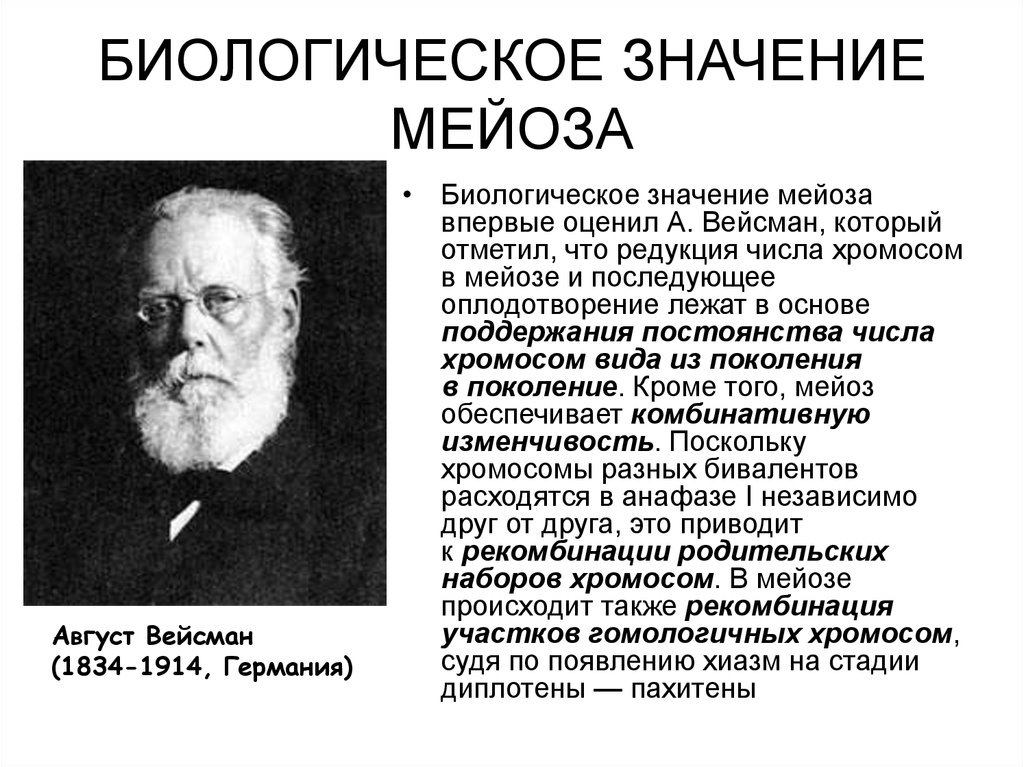 Биологическое значение мейоза презентация