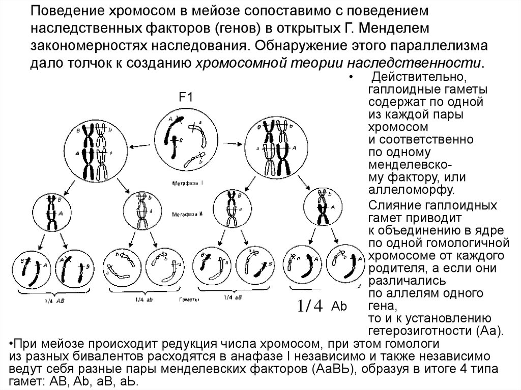 Схема хромосомного набора. Этапы мейоза схема с хромосомами. Фаза мейоза нарушение сцепленного наследования. Распределение генетического материала при мейозе. Схема распределения хромосом в мейозе.