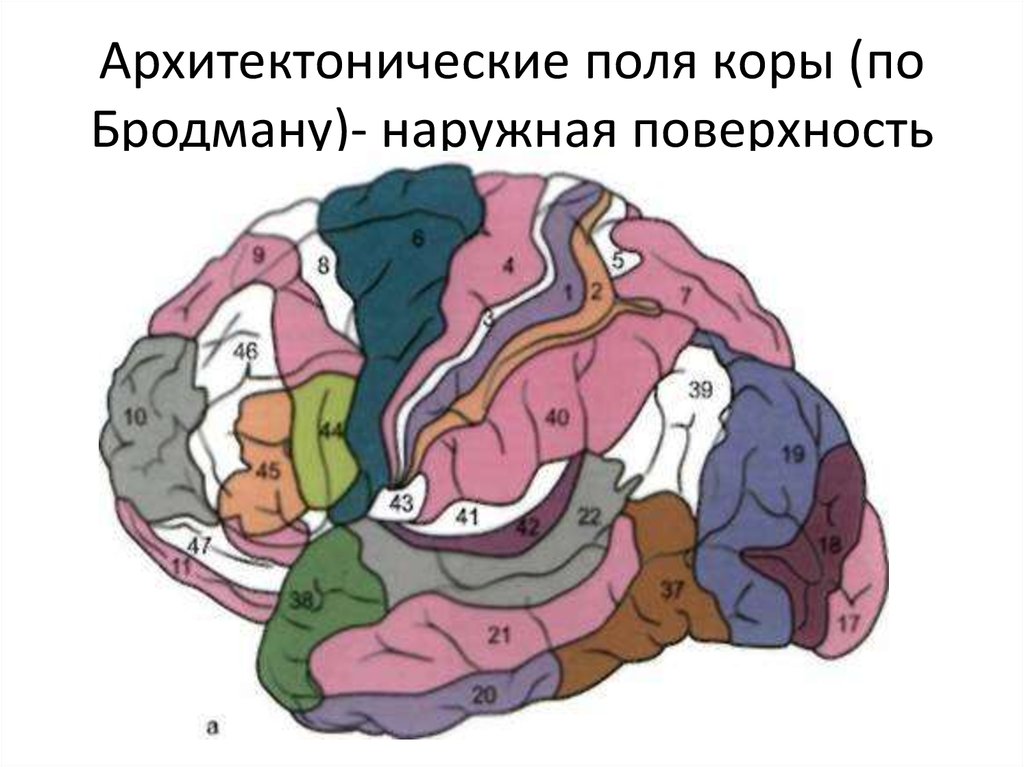 Поля по бродману картинка