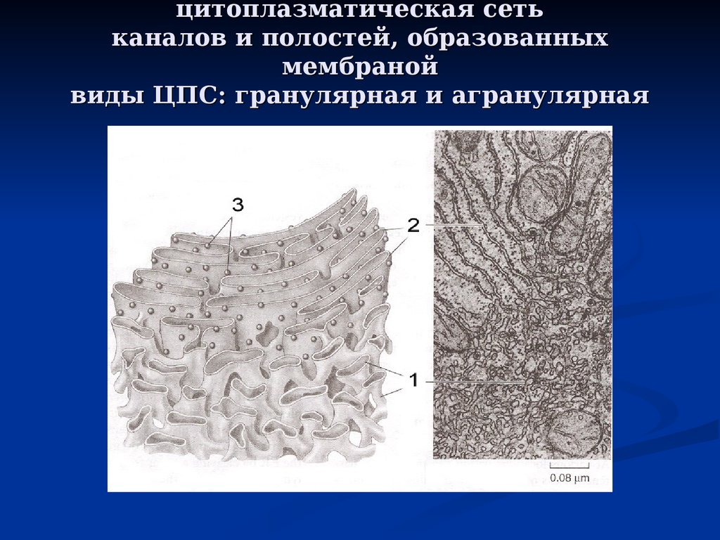 Эпс картинка егэ