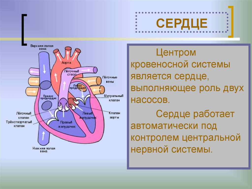 Как работает сердце. Сердце как насос. Сердце работает как насос. Сердце как насос с точки зрения физики.