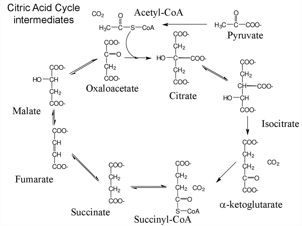 Цикл трикарбоновых кислот этапы. Цикл трикарбоновых кислот ЦТК биохимия. Цикл трикарбоновых кислот схема. Анаплеротическая реакция цикла Кребса. Цикл трикарбоновых кислот (ЦТК).