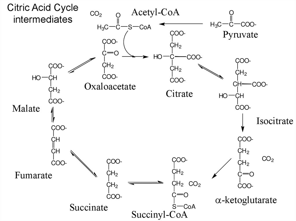 Цикл трикарбоновых. Роль цикла трикарбоновых кислот. Citric acid Cycle. Восстановительный цикл трикарбоновых кислот. Анаплеротические реакции цикла Кребса биохимия.