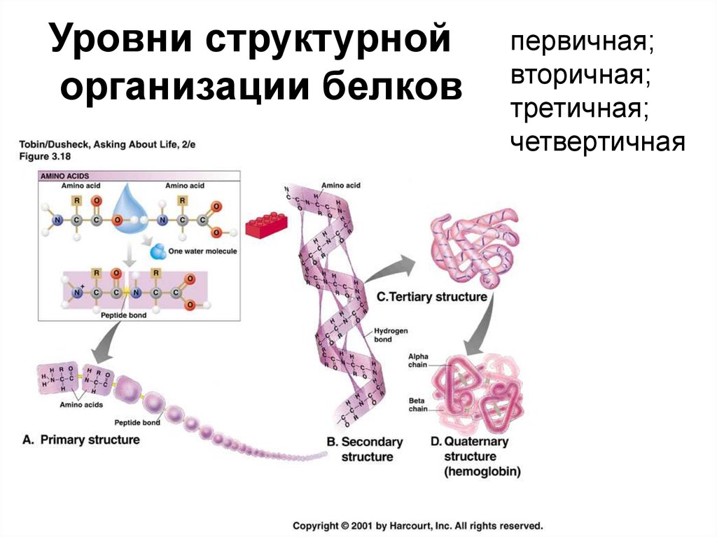 В организации белковых. Первичный и вторичный уровни организации белковой молекулы. Уровни пространственной организации белка. Уровни структурной организации белка. Структурная организация белков.