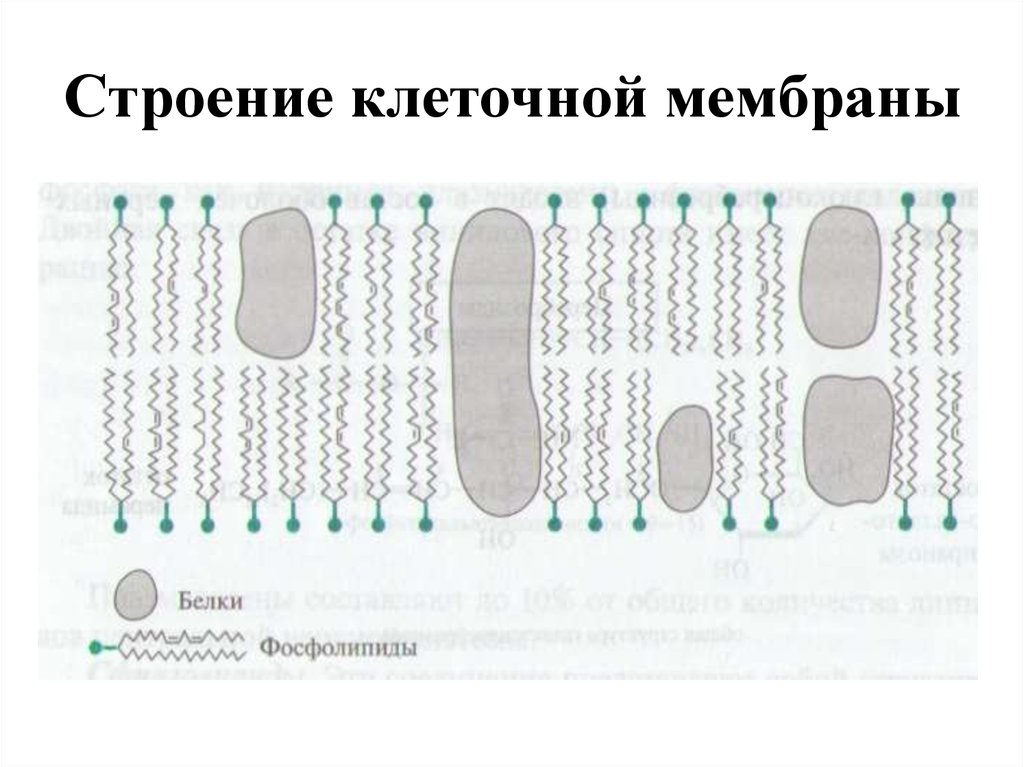 Строение клеточной мембраны. Схема клеточной мембраны. Схема строения клеточной мембраны. Рис 18 строение клеточной мембраны.