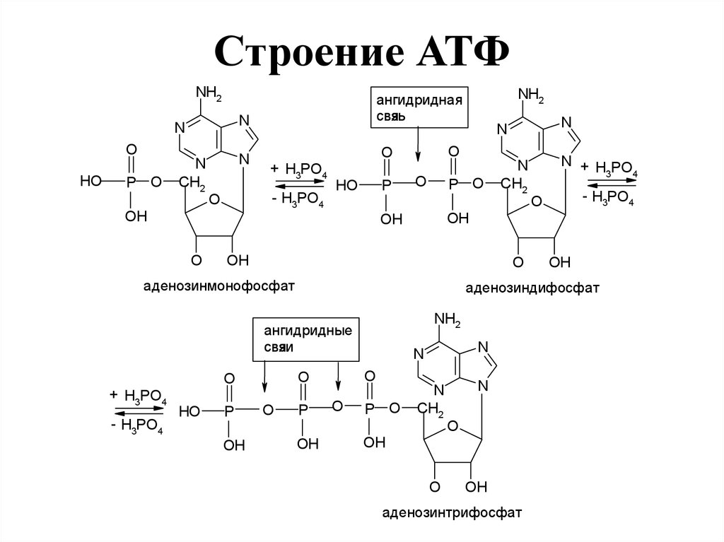 Процесс атф