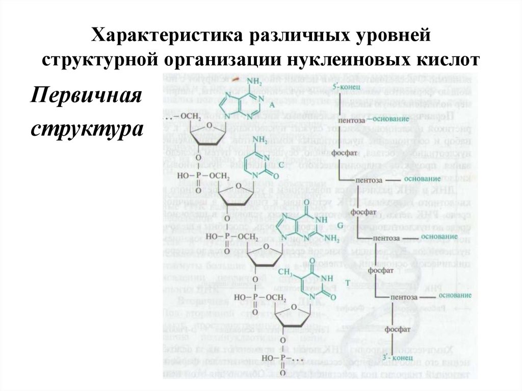 Организация нуклеиновых кислот. Структура нуклеиновых кислот первичная структура. Вторичная структура нуклеиновых кислот формула. . Первичная и вторичная структура нуклеиновых кислот. ДНК. Вторичная структура нуклеиновых кислот.