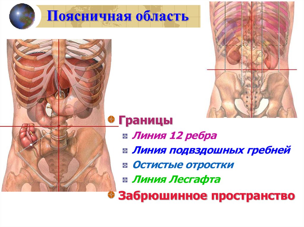 Поясничная область. Поясничная область топографическая анатомия. Топография поясничной области слабые места. Границы и внешние ориентиры поясничной области.