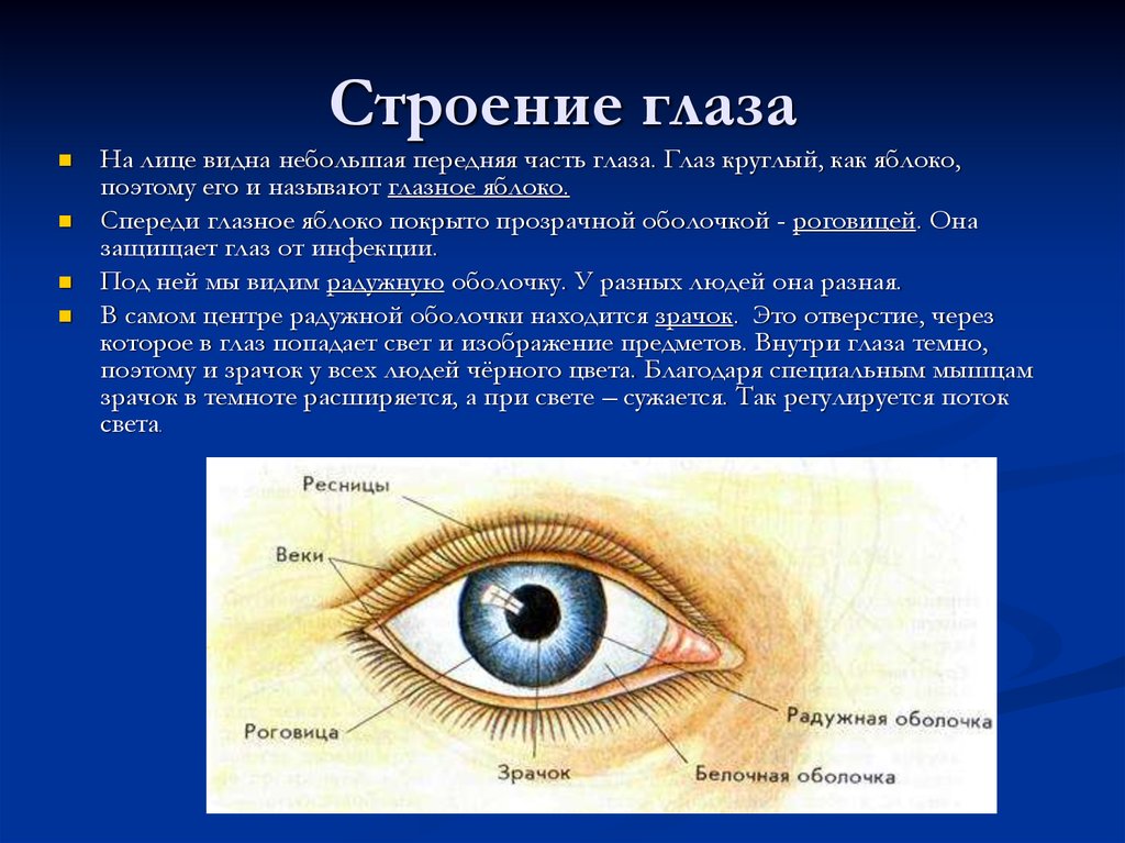 Что входит в глаз человека. Белок зрачок строение глаза. Строение глаза человека кратко. Строение зрачка глаза человека. Роговица радужка зрачок строение.